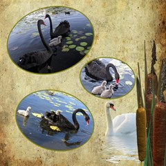 Country swan Scrapbook 12x12 page - ScrapBook Page 12  x 12 