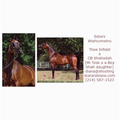 Sstars Wishcometru Arabian Mare For Sale - 4  x 8  Photo Cards