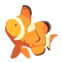orangeclownfish
