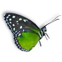 MLIVA_gogreen_butterfly