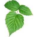 leaf-goinggreen
