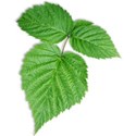 leaf2-goinggreen