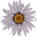 moo_frosted_sunflower1