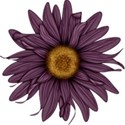 moo_frosted_sunflower2