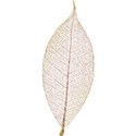 leaf_sg_mikki_livanos