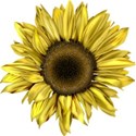 moo_funandfancyfree_sunflower
