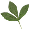 leaf_af_mikkilivanos