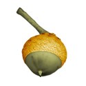 BOS SH acorn01