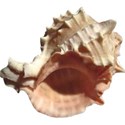 Sea Shells by the Sea Shore - 05