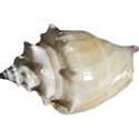 Sea Shells by the Sea Shore - 06