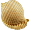 Sea Shells by the Sea Shore - 09