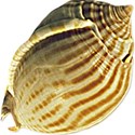 Sea Shells by the Sea Shore - 12