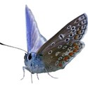 Butterfly04