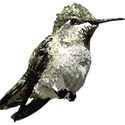 hummingbird2