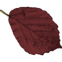 brown leaf 2