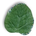 leaf3-gg-mikki