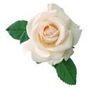 single blush rose