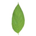 green single leaf