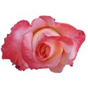 chine-rose-transparent-isolated