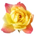 yellow-rose-transparent-isolated