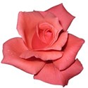 pink-rose-transparent-isolated