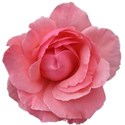 pink-wild-rose-transparent-isolated
