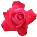 red-rose-transparent-isolated