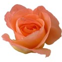 rose-transparent-isolated
