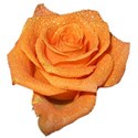 water-peach-rose-transparent-isolated