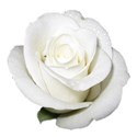 white-elegant-rose-transparent-isolated