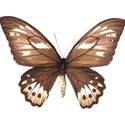 Sweet Sister_butterfly brown