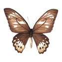 Sweet Sister_butterfly brown 2