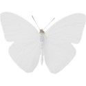 butterfly white