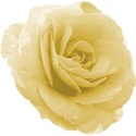 yellow rose 4