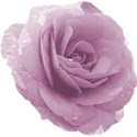 pink rose 4