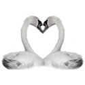 swan heart