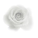 white rose 3 transparent