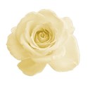 yellow rose 3