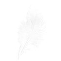 feather white