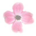 dogwood blossom pink transparent full