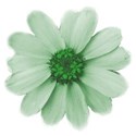 flower green 02