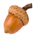 acorn 1