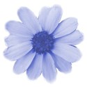 flower blue 02