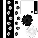 Black and White with Flowers
