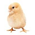 chick 03