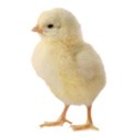 chick 05