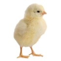 chick 06