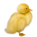 duck 2 right