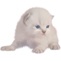 kitten blue 01