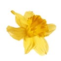 daffodil 02